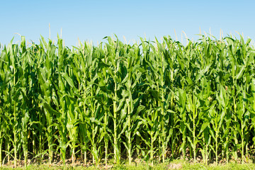 Obraz premium Detailed view of still unripe maize plants