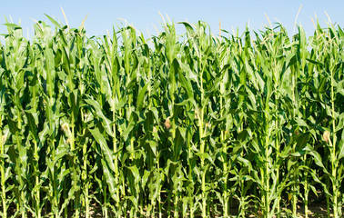 Detailed view of still unripe maize plants