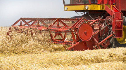 Combine harvester in action on barley field harvesting