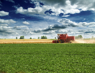 Fototapeta premium Combine harvesting barley over soybean fields