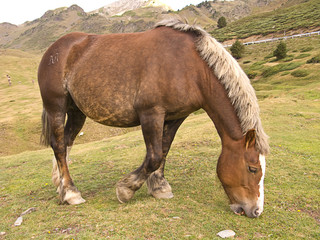 Obraz premium Brown horse in mountains