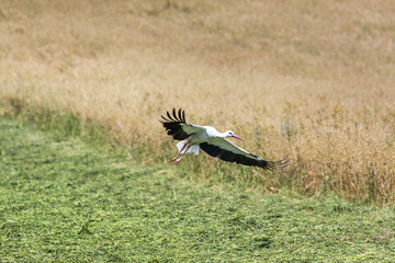 A Stork in flight in Suwalki Landscape Park, Poland.