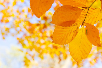 orange leaves in autumn park