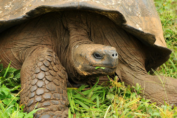 Galapagos Riesenschildkröte