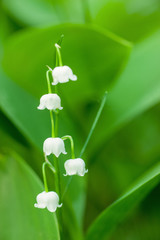 Lily of the Valley