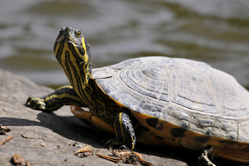 Gelbbauch Schmuckschildkröte