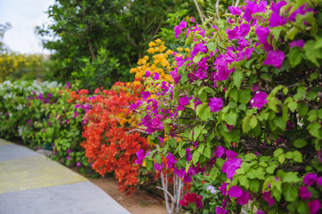Fototapeta na wymiar Colorful bougainvillea flowers