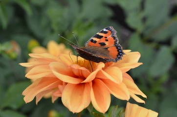 kleiner Fuchs auf einer Blüte © ela110