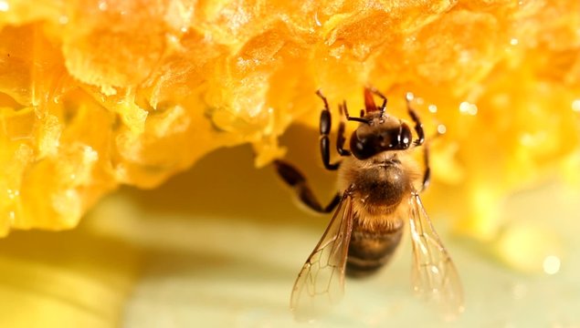 Bee gathering honey and nectar with proboscis