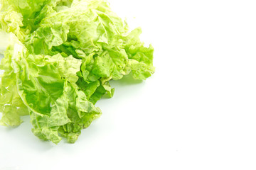 lettuce vegetable on a white background.