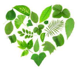 Green leaves in shape of heart isolated on white