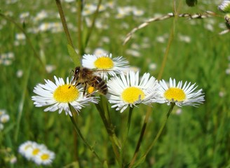 spyltsoy bee on a flower