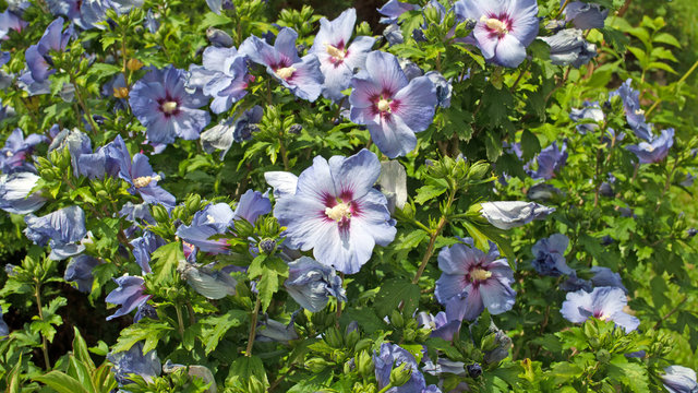 Hibiskusbl&uuml;ten