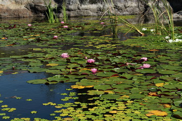 Lake covered with water lilies