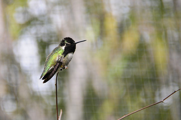 Hummingbird