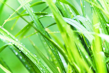 Green grass background macro. Abstract natural background with b