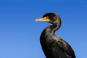 Double Crested Cormorant
