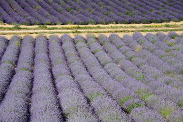 valensole provenza francia campi di lavanda fiorita