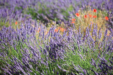 valensole provenza francia campi di lavanda fiorita