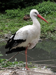 Obraz premium Cigogne 2
