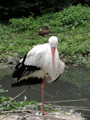 Cigogne 3