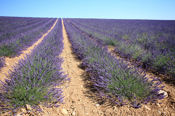 valensole provenza francia campi di lavanda fiorita