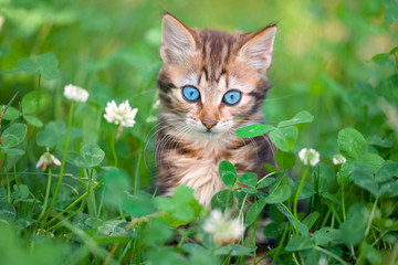 Naklejka na ściany i meble cute little kitten in the clover meadow