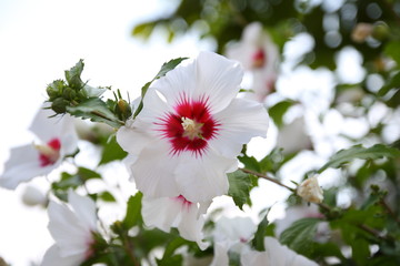 weißer Sommer Hibiskus © HeiSpa
