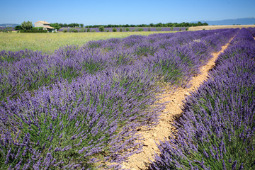 valensole provenza francia campi di lavanda fiorita