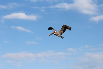 Pelikan am Himmel
