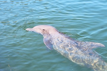 Delfin © Marion Flemming