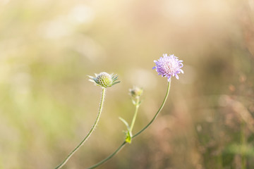 Violet wild flower closeup