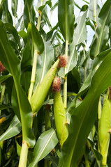 Green corn field growing up