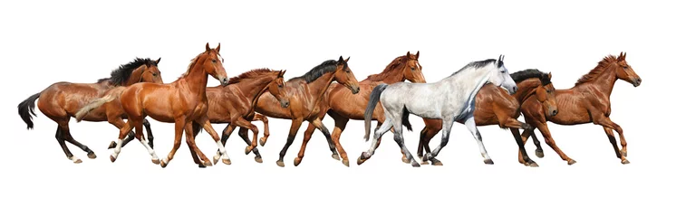 Poster Herd of wild horses running isolated on white © virgonira