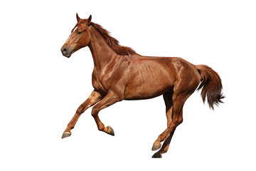 Fototapeta na wymiar Brown horse cantering free isolated on white