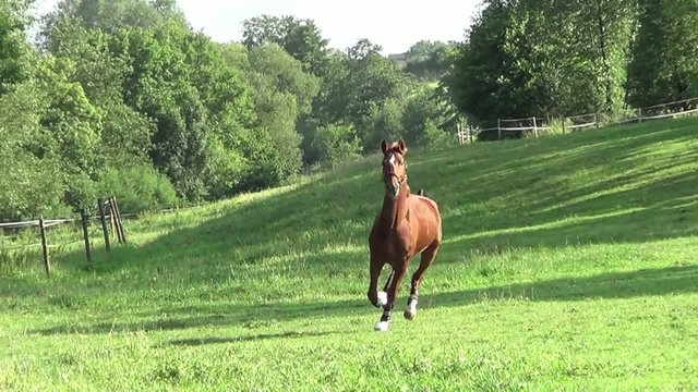 Pferd galoppiert auf der Wiese