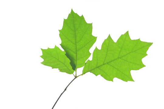 Roteiche (Quercus rubra)