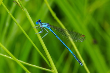 Blue dragonfly on the grass blade in the morning