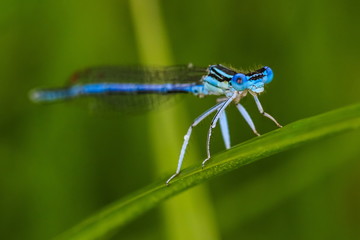 Blue dragonfly on the grass blade in the morning