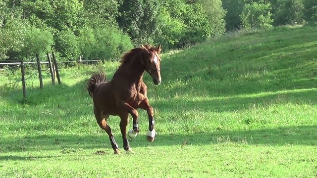Pferd galoppiert auf der Wiese