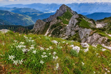 Edelweiss on a meadow with a view of Jezerski Stog mountain