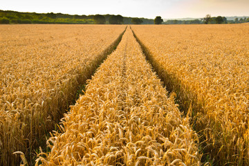 Ripe wheat at sunset