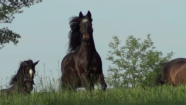 Pferd galoppiert auf der Wiese. schwarzes Pferde frei in Slow motion auf der Koppel