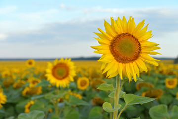 Sunflower field