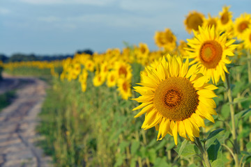 Sunflower field