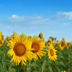 Obraz premium Sunflower field