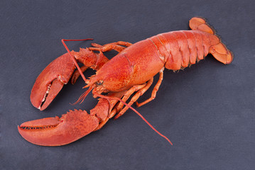 Cooked lobster