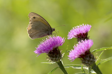 Brown meadow feeding on Thistle flowers