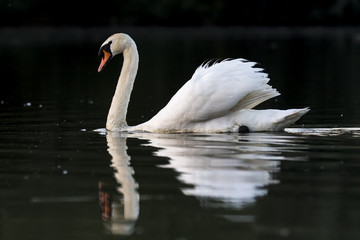 Mute swan on black