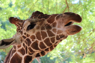 Giraffe at Feeding